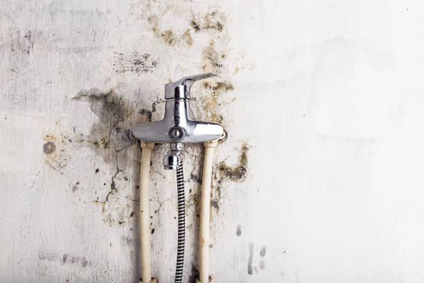Professional Mold Removal in Willow Grove, PA