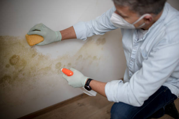 Best Attic Mold Removal  in Willow Grove, PA