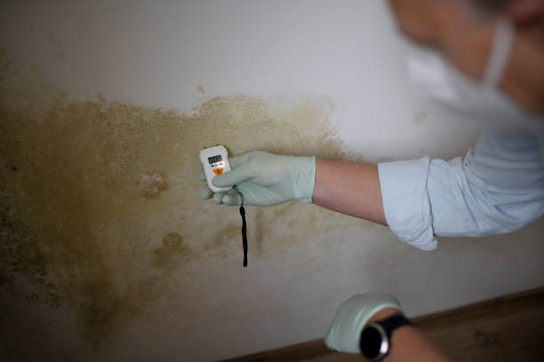 Best Residential Mold Removal  in Willow Grove, PA
